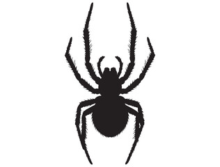 SPIDER SILHOUETTE