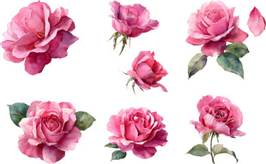 set of pink roses
