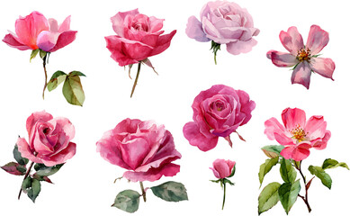 set of pink roses