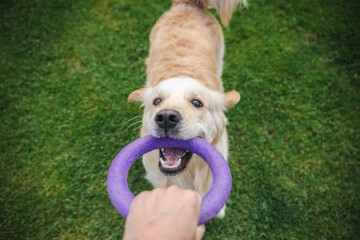 Golden retriever dog playing tug of war with owner using a purple ring toy on green grass outdoors