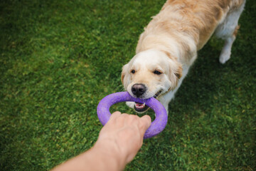 Happy golden retriever dog playing tug of war with owner outdoors on lush green grass with a purple ring toy