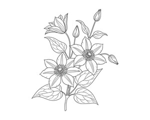Obraz premium Elegant Clematis Flower Branch Outline, Botanical Illustration, Floral Design, Black and White Vector Illustration