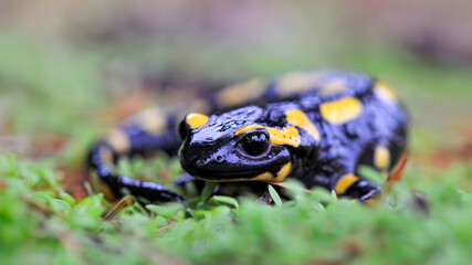 Obraz premium Speckled salamander in a garden after rain. Salamandra salamandra, Touraine, Indre et Loire 37, région Centre Val de Loire, France, European Union, Europe