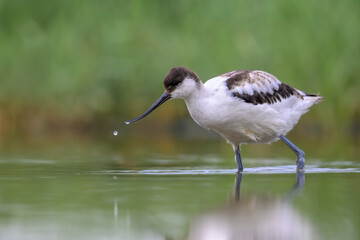 Säbelschnäbler; Recurvirostra avosetta avocet