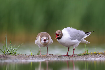 Lachm&ouml;we Larus ridibundus black-headed gull