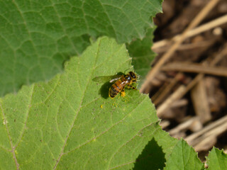 A European honey bee (Apis mellifera) covered in yellow pollen rests on a vibrant green, serrated leaf in bright sunlight