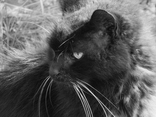 Black and white side profile of a majestic long-haired black cat with striking white whiskers and an alert eye