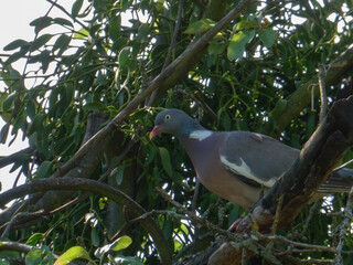 A common wood pigeon (Columba palumbus) with distinctive white neck patches perches on a branch amongst green leaves