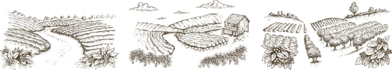 Coffee plantation in hand draw sketch style. Monochrome sketch panoramic nature landscape. Vintage vector illustration.