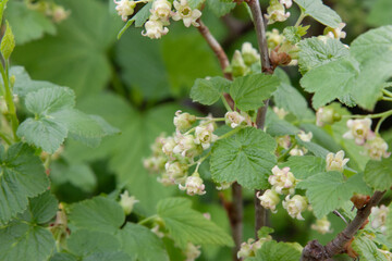 Currant blossom, currant bush with flowers in spring. Blackcurrant flowers on a bush branch surrounded by green currant leaves on a soft natural background. A blooming garden in spring