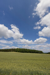 wheat in the summer, grain wheat during ripening in the agricultural field, blue sky with clouds