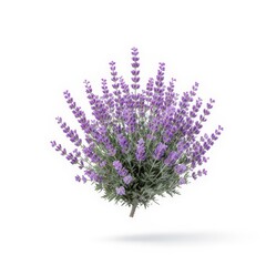 Naklejka premium Vibrant lavender blooms in full display outdoors