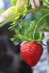 Ripe And Unripe Strawberries On One Plant