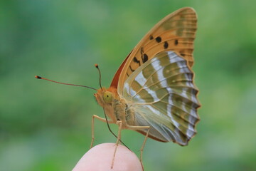 【ミドリヒョウモン　手乗り】
