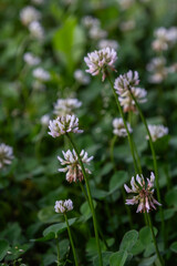 Blooming white clover flowers in a lush green field during early spring under soft sunlight