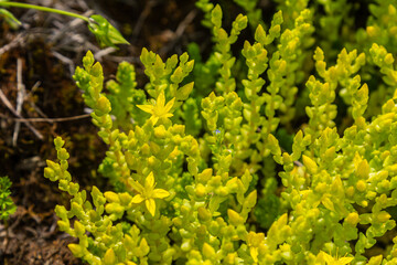 Bright green Sedum acre thriving in sunny garden spot during late spring