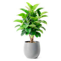 Indoor plant in a sleek pot enhances room decor