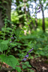 Common Skullcap in a Lush Forest Setting during Midday Hours Showcasing Delicate Purple Flowers and Vibrant Green Leaves