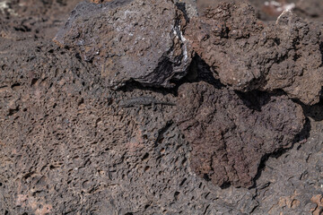 Vesicular texture. BASALT, ROCKS OF SAN FRANCISCO VOLCANIC FIELD. Bonito Lava Flow. Bonito Vista Trail, Sunset Crater Volcano National Monument, Flagstaff, Arizona. Urosaurus ornatus
 
