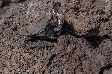 Vesicular texture. BASALT, ROCKS OF SAN FRANCISCO VOLCANIC FIELD. Bonito Lava Flow. Bonito Vista Trail, Sunset Crater Volcano National Monument, Flagstaff, Arizona. Urosaurus ornatus
 