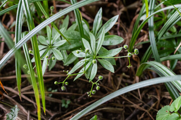 Sweet Woodruff Galium odoratum thriving in a forest floor habitat showcasing lush green foliage and delicate flowers in springtime