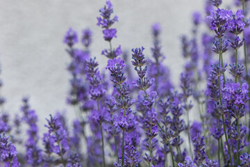 Lavender blooms creating a vibrant purple display in a tranquil garden setting during late springtime