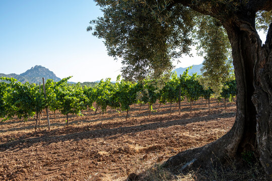 Old olive trees alongside vineyards near Horta de Sant Joan, Terra Alta, Catalonia, Spain, merging agricultural legacy with Mediterranean landscape.