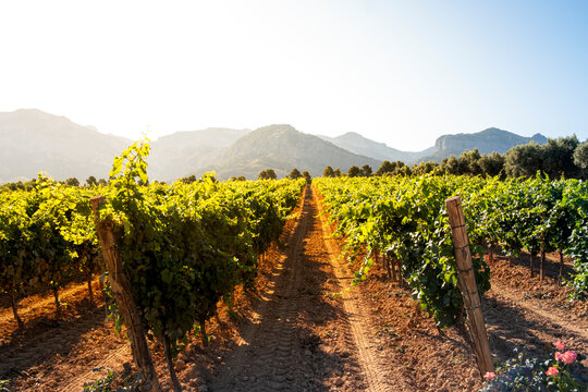 View across vineyard rows in Terra Alta, Catalonia, Spain, near Horta de Sant Joan, emphasizing the intersection of tradition and natural topography.