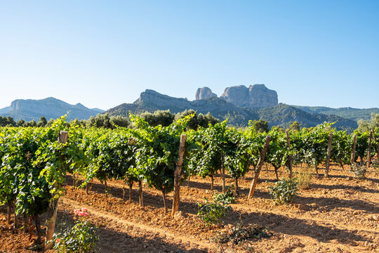 Scenic vineyard in Terra Alta, Catalonia, Spain, with distant trees and balanced composition near Horta de Sant Joan, reflecting rural elegance.