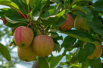 pommes sur arbre fruitier avant cueillette 