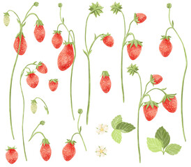 Hand drawn strawberries set-watercolro leaves and berries for design packaging and printing isolated.