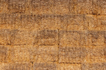 yellow straw stacks in a field after harvest and sky, a field with stacks of straw after packing into rectangular stacks