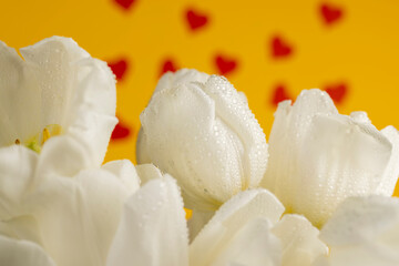 white tulips covered with water droplets on a yellow background with hearts, wet tulips