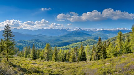 Pine and fir forest panorama during the spring season