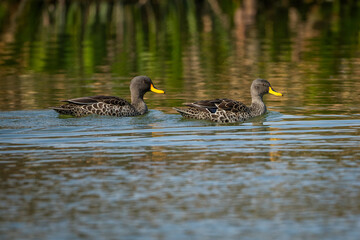Two Yellow Billed duck swimming in a pond