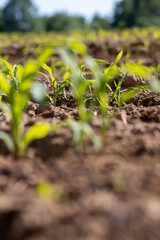 new shoots of young corn in the field are illuminated by sunlight from behind