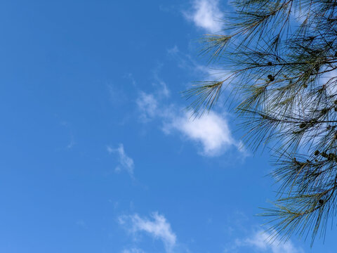 A bright blue sky dominates, adorned with wispy white clouds, with the dark green, needle-like branches of a tree extending from the upper right corner.