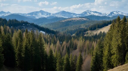 Fototapeta premium Pine and fir forest panorama during the spring season