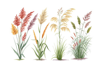 set of watercolor marsh grass vector illustration isolated on white background