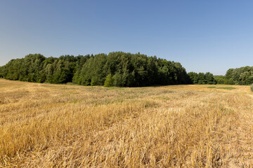 a field where wheat has been harvested, field after harvesting grain with wheat stalks sticking out, blue sky, landscape photography