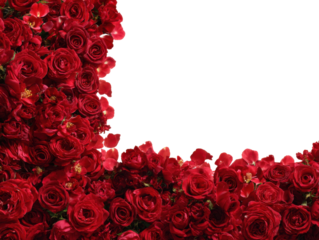 Vibrant red rose floral arrangement studio photography minimalist. Isolated on transparent background, png.