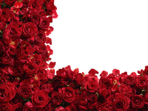 Vibrant red rose floral arrangement studio photography minimalist. Isolated on transparent background, png.
