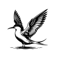 Naklejka premium A tern flying with its wings spread, isolated on white background