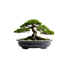 A small, potted Japanese bonsai tree with green foliage, isolated on a white background, perfect for nature and garden decoration