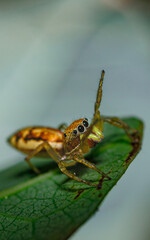 Close-up macro shot of a spider hiding under a leaf