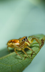 Close-up macro shot of a spider hiding under a leaf