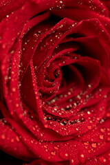 a beautiful fresh macro rose flower on a black slate in drops of water, closeup
