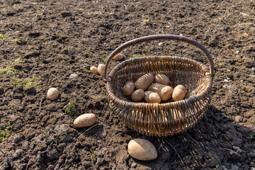 potatoes in a basket during agricultural , large yellow potatoes on the ground and in a simple harvest basket