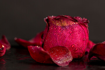 wet flaccid petals of a red rose flower, dried rose flower on a black slate board covered with water droplets, close up