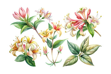 set of watercolor Honeysuckle Branch vector illustration isolated on white background